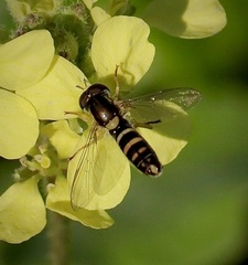 Sphaerophoria sulphuripes