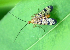 Panorpa rufescens