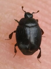 Dendrophilus punctatus