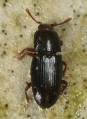 Cerylonidae