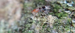 Ichneumonidae