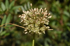Allium longispathum