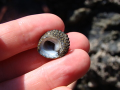 Diloma bicanaliculatum