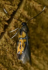 Schiffermuelleria schaefferella