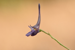 Delphinium peregrinum