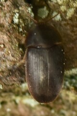 Eustrophus dermestoides