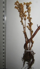Phelipanche ramosa