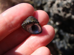 Diloma bicanaliculatum