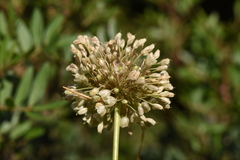 Allium longispathum