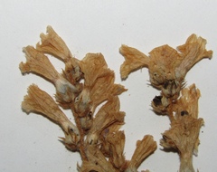Phelipanche ramosa