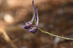 Delphinium peregrinum