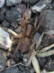 Arctosa rubicunda