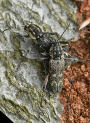Xylotrechus rusticus