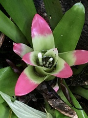 Nidularium innocentii