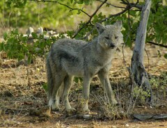 Lupulella adusta adusta