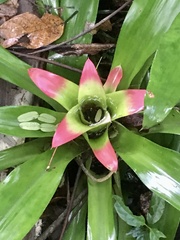 Nidularium innocentii