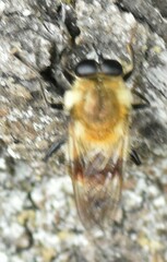 Criorhina floccosa