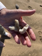 Pocillopora grandis
