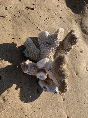 Pocillopora grandis