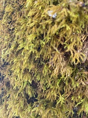 Pseudanomodon attenuatus