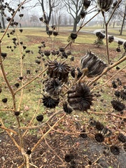 Abutilon theophrasti