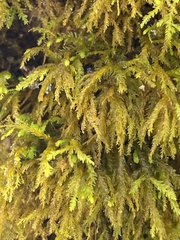 Pseudanomodon attenuatus