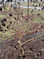 Abutilon theophrasti