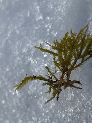 Pseudanomodon attenuatus