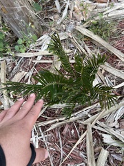 Zamia integrifolia