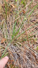 Aristida spiciformis