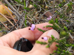 Erica umbellata