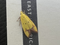 Gymnobathra flavidella