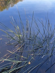 Eleocharis interstincta