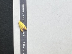 Gymnobathra flavidella