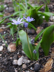 Scilla monophyllos