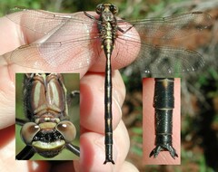 Phanogomphus spicatus