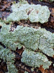 Pertusaria pertusa