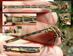 Phanogomphus spicatus