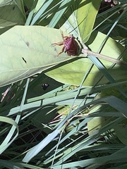 Alcaeorrhynchus grandis