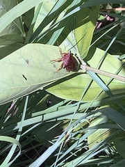 Alcaeorrhynchus grandis