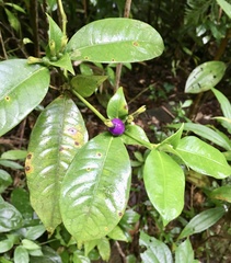 Psychotria laciniata