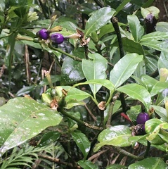 Psychotria laciniata