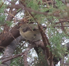 Phylloscopus canariensis