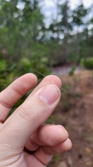 Aristida spiciformis