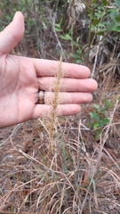 Aristida spiciformis