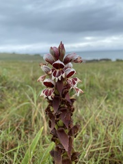 Satyrium sphaerocarpum