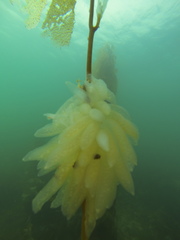 Decapodiformes