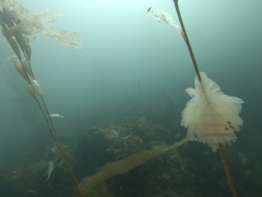 Decapodiformes