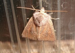 Photedes fluxa