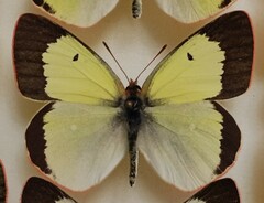Colias palaeno